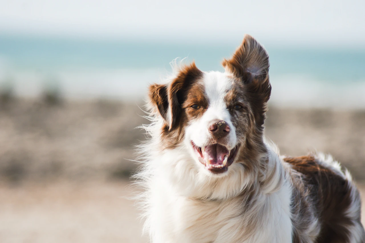 Hund im Tierheim